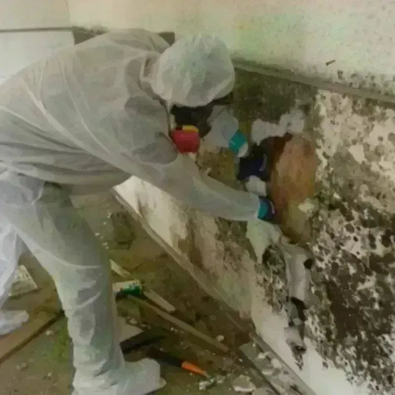 Mold Remediation and Removal in Frontenac, KS